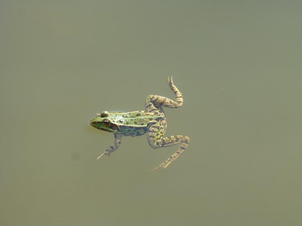 Zelena žaba (Foto N. Hrabar ZRSVN)